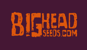 Big Head Feminized Seeds