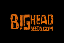 Big Head Seeds