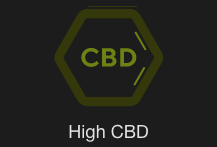 CBD Strains