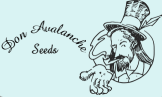 DonAvalanche Feminized Seeds