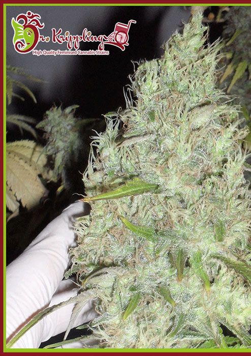 Dr Krippling The Incredible Bulk  Unbelievably High Yields, 24
